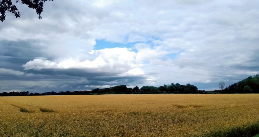 Feld in der Börde Foto von einem Feld in der Börde