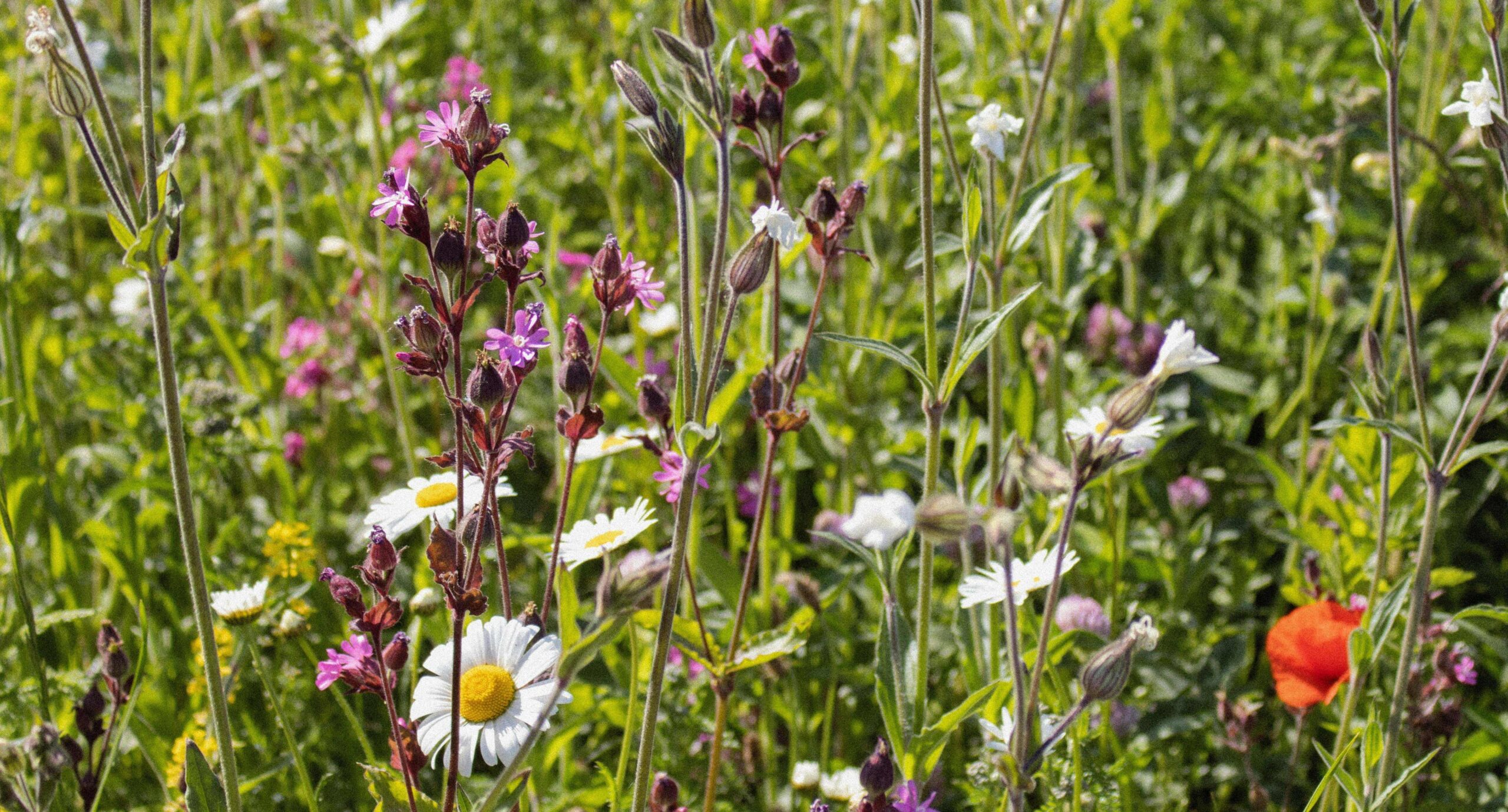 Blumenwiese