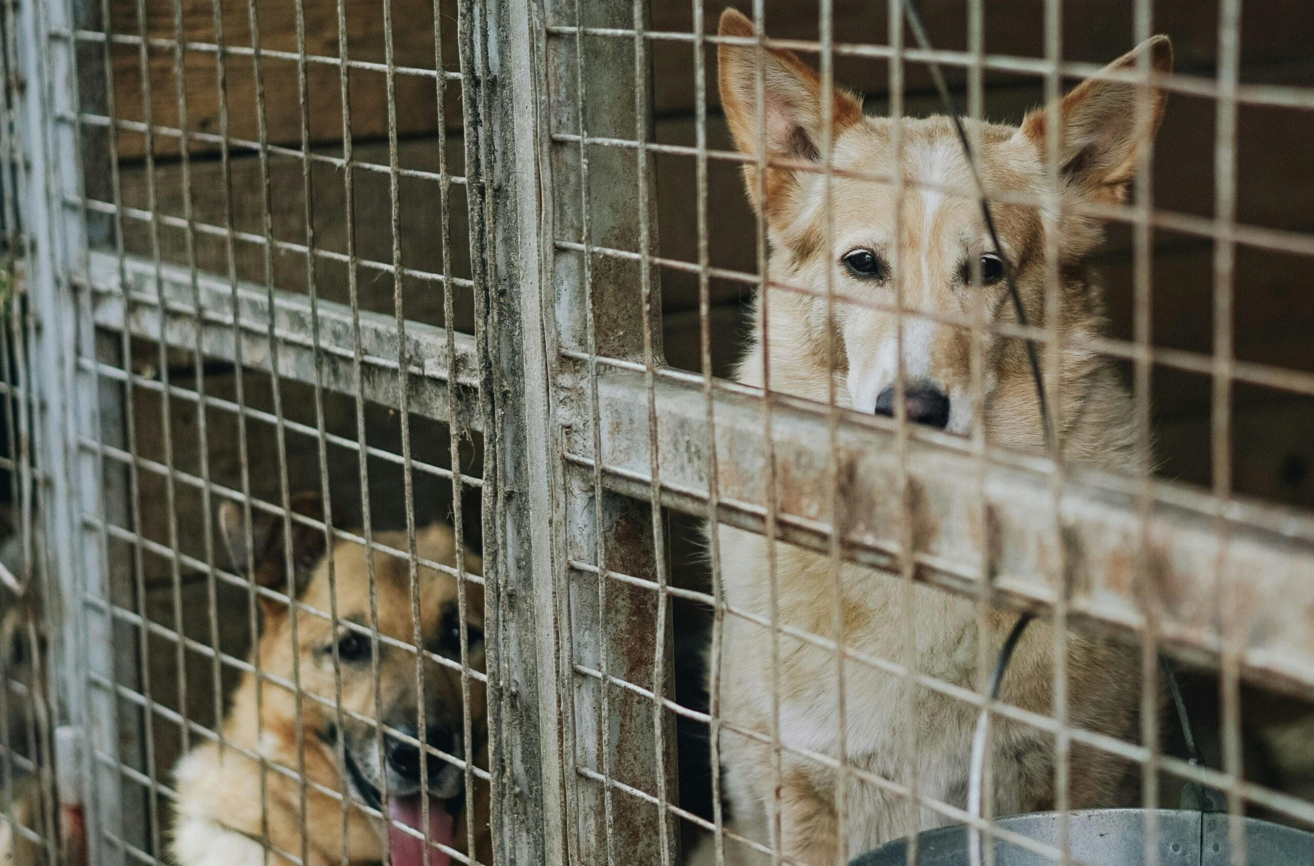 Zwei Hunde im Zwinger